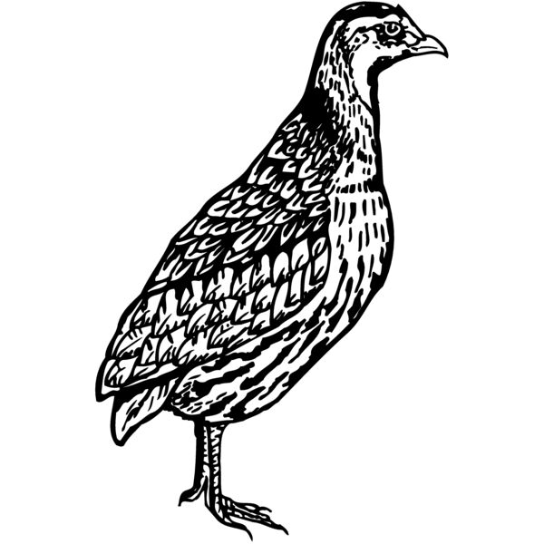 BIRD044 Thumbnail